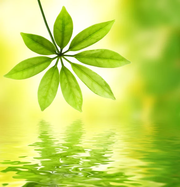 Groene blad weerspiegeld in water — Stok fotoğraf