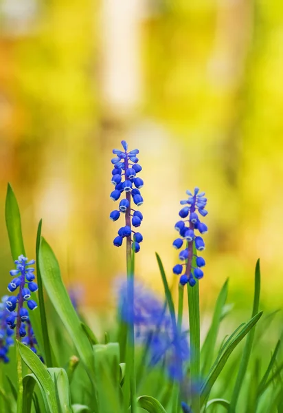 Красиві сині квіти на лузі — стокове фото