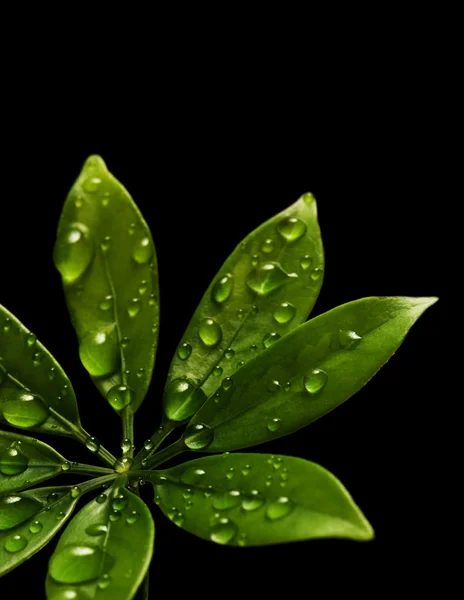 Gotas de chuva em folhas verdes frescas — Fotografia de Stock