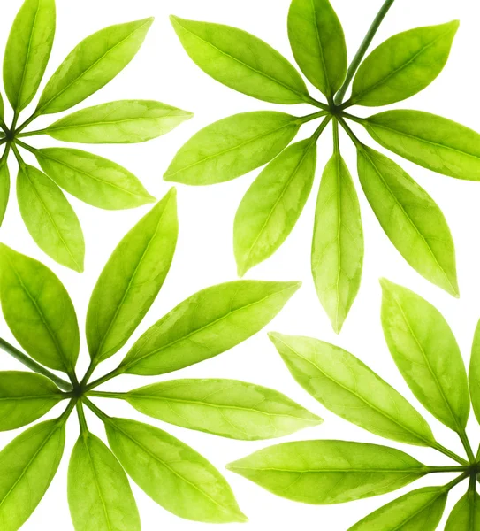 Свіже зелене листя — стокове фото