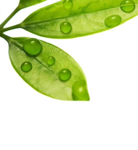 Gouttes d'eau sur les feuilles vertes fraîches — Photo