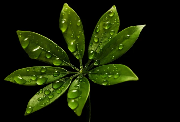Rain drops on fresh green leaves — Stock Photo, Image