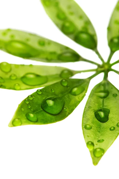 Gocce d'acqua su foglie verdi fresche — Foto Stock