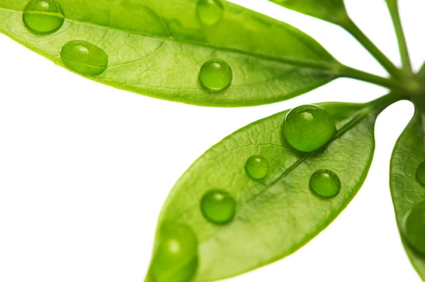 Waterdruppels op verse groene bladeren — Stockfoto