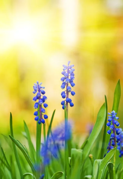 在一片草地上美丽的蓝色花朵 — 图库照片