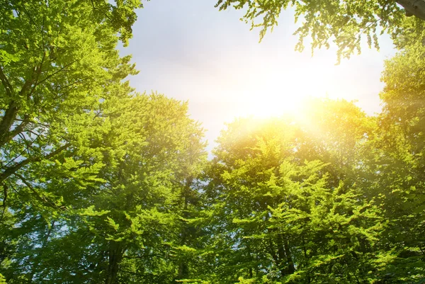 Sunshine in forest — Stock Photo, Image