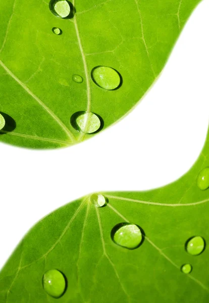 그 위에 물방울이 떨어지는 녹색 잎 — 스톡 사진