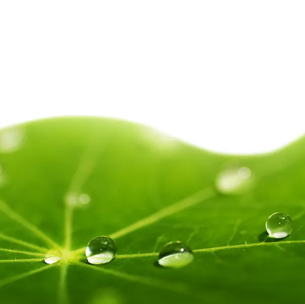 Su damlalı yeşil yaprak — Stok fotoğraf