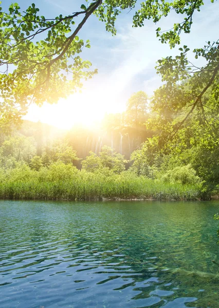 Sunshine in a forest — Stock Photo, Image