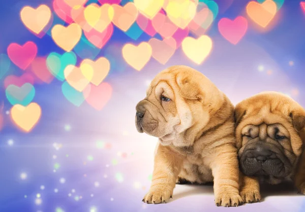 Два влюблённых щенка шар-пей — стоковое фото