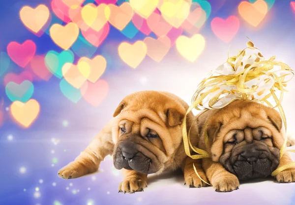 Dvě štěňata shar-pei v lásce — Stock fotografie