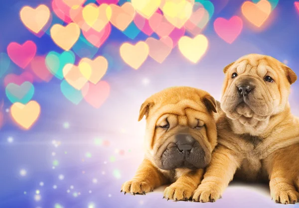 Two shar-pei puppies in love — Stock Photo, Image