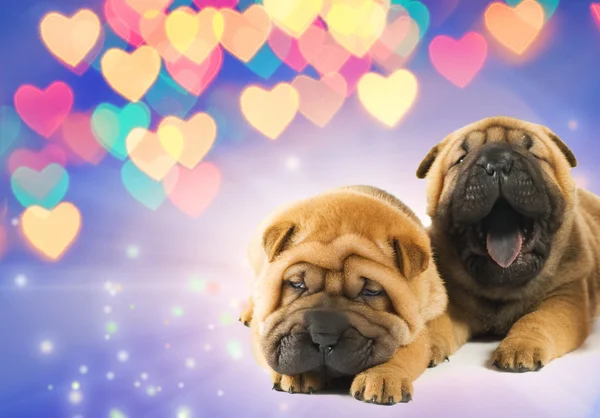 Dos cachorros shar-pei enamorados —  Fotos de Stock