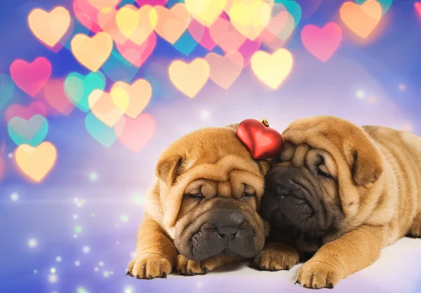 Dos cachorros shar-pei enamorados — Foto de Stock