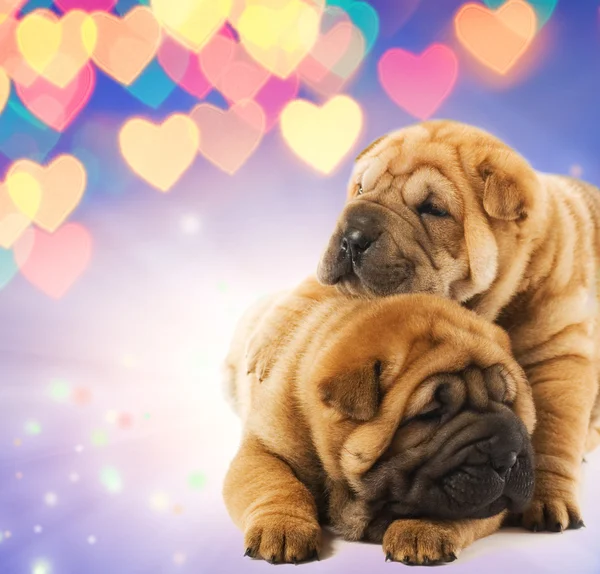 Dois cachorros shar-pei apaixonados — Fotografia de Stock