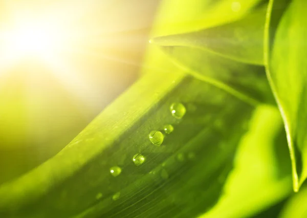 Groene blad textuur met waterdruppels — Stockfoto