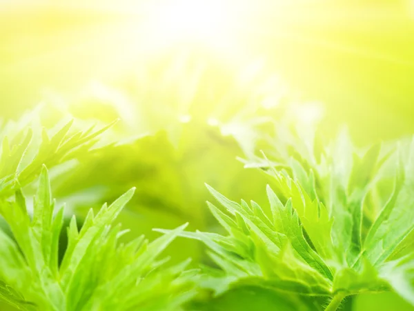 Grama verde fresca (DoF rasa) — Fotografia de Stock
