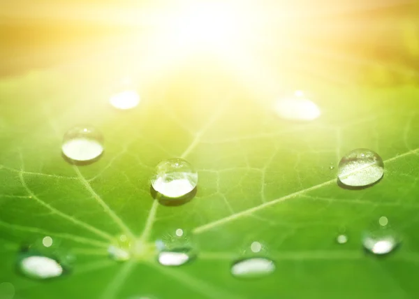 Textura de folha verde com gotas de água — Fotografia de Stock