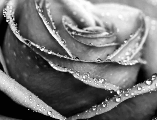 Монохромна мокра троянда крупним планом — стокове фото