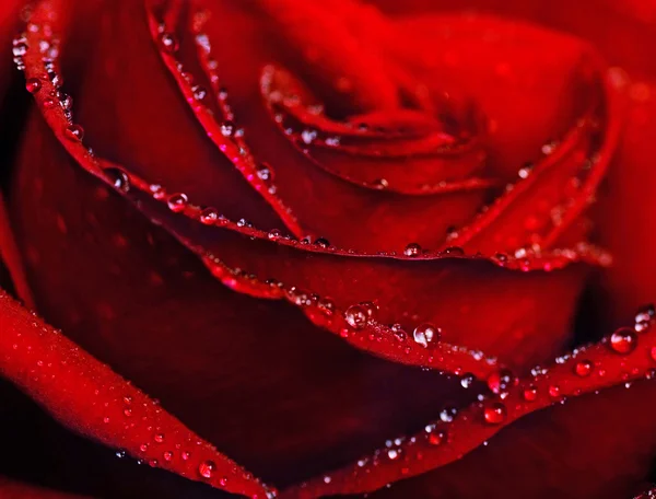 Мокрая роза крупным планом — стоковое фото