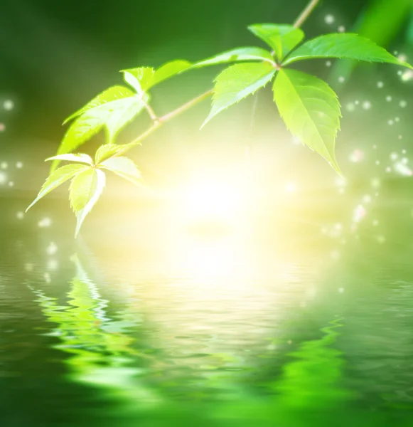 Groene bladeren in het water weerspiegeld — Stockfoto