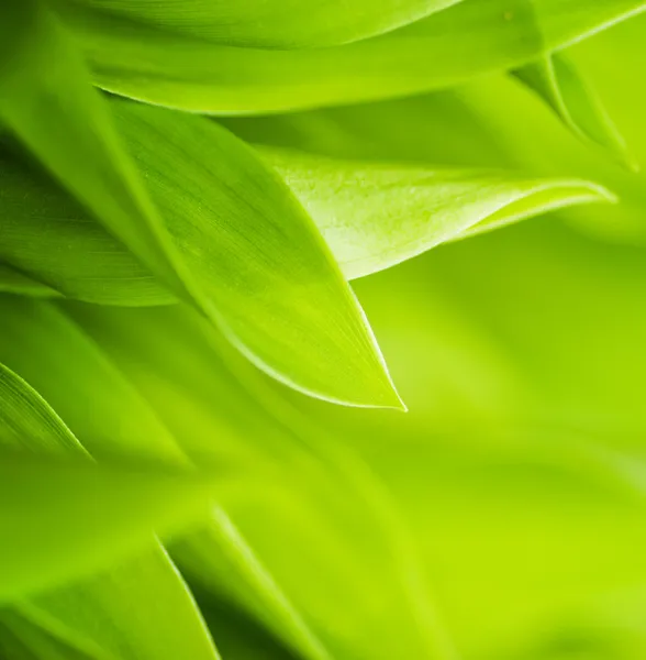 Świeża zielona trawa (płytkie DoF) — Zdjęcie stockowe