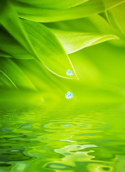 Vatten droppar faller från ett blad av gräs — Stockfoto