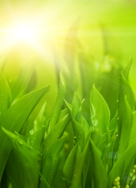 Frisches grünes Gras (flaches DoF)) Stockfoto