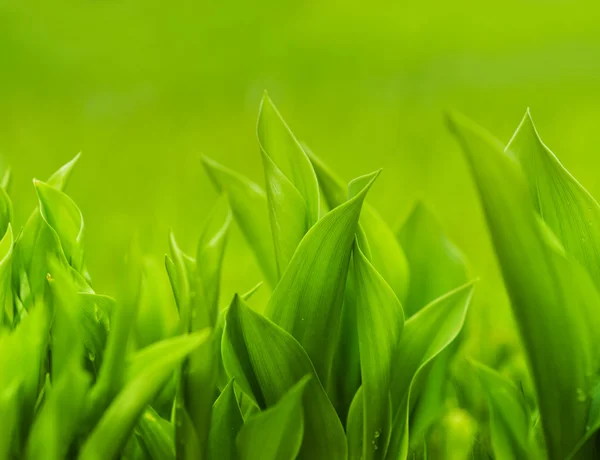 Frisches grünes Gras (flaches DoF)) Stockbild