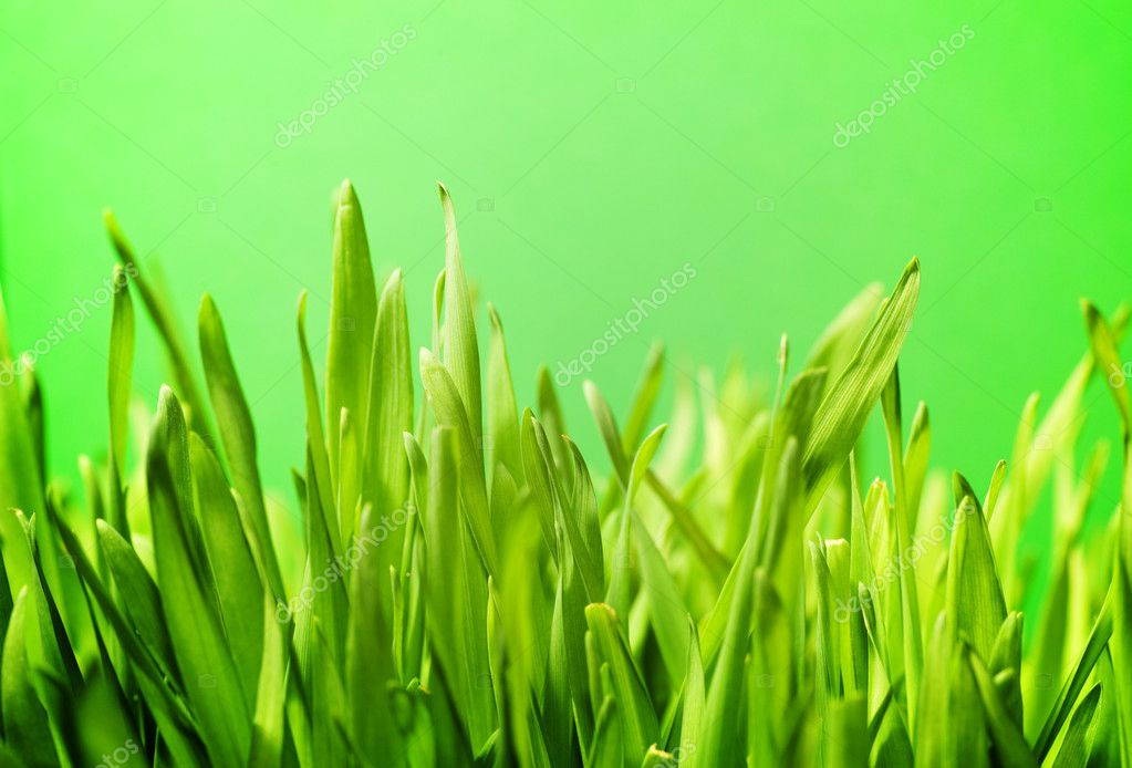 fresh green grass |图库照片08andrejs pidjass#2083359