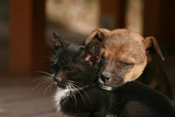 Котёнок и щенок Лицензионные Стоковые Изображения