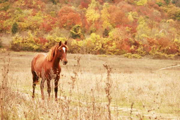Gratis paard — Stockfoto