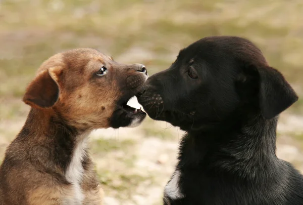 stock image Two puppies