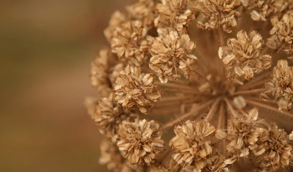 Dry autumn flower — Stock Photo, Image
