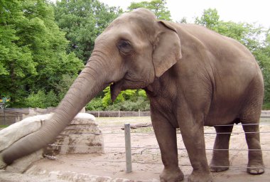 büyük yetişkin fil
