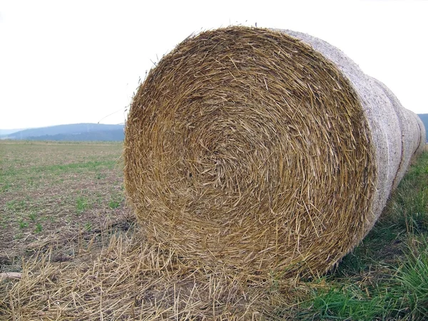 Roll of straw in field — Stock Photo, Image