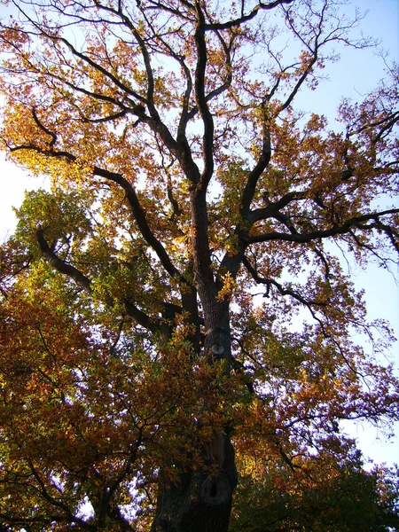 Δέντρο με κίτρινα φύλλα σε ακτίνες του ήλιου — Φωτογραφία Αρχείου