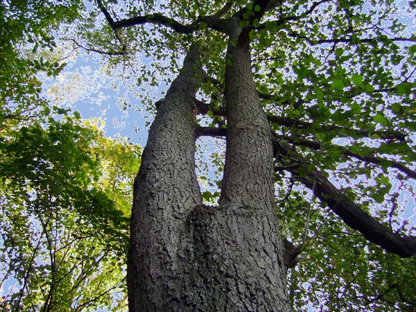 Fördubblad trädet — Stockfoto