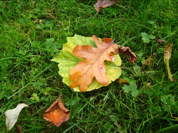 Leaves on a green grass — Stock Photo, Image