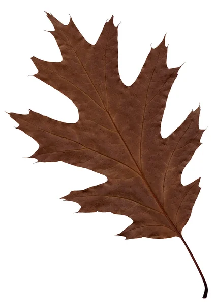 Feuille marron d'automne d'un chêne . — Photo
