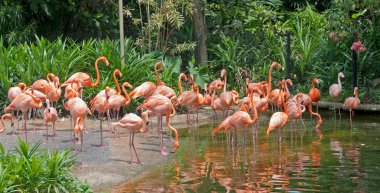 Flamingo paradise clipart