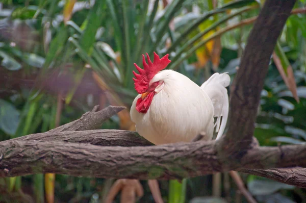 Roosting rooster — Stock Photo, Image