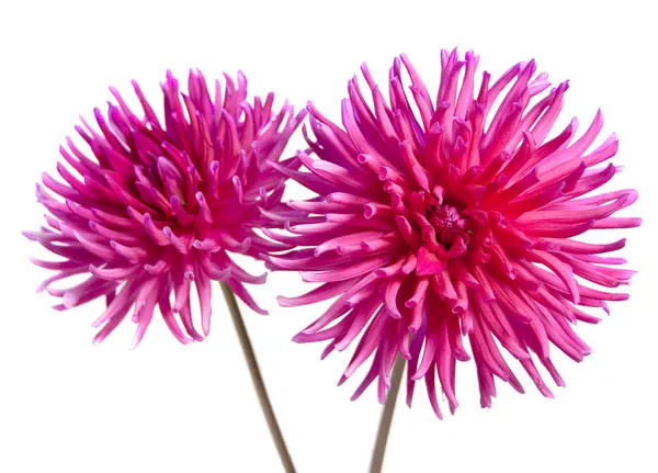 Neon pink dahlia — Stock Photo, Image