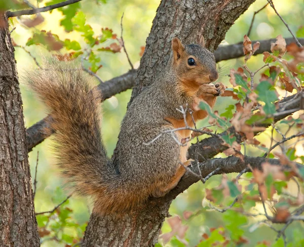 Eichhörnchen fressen Nuss — Stockfoto