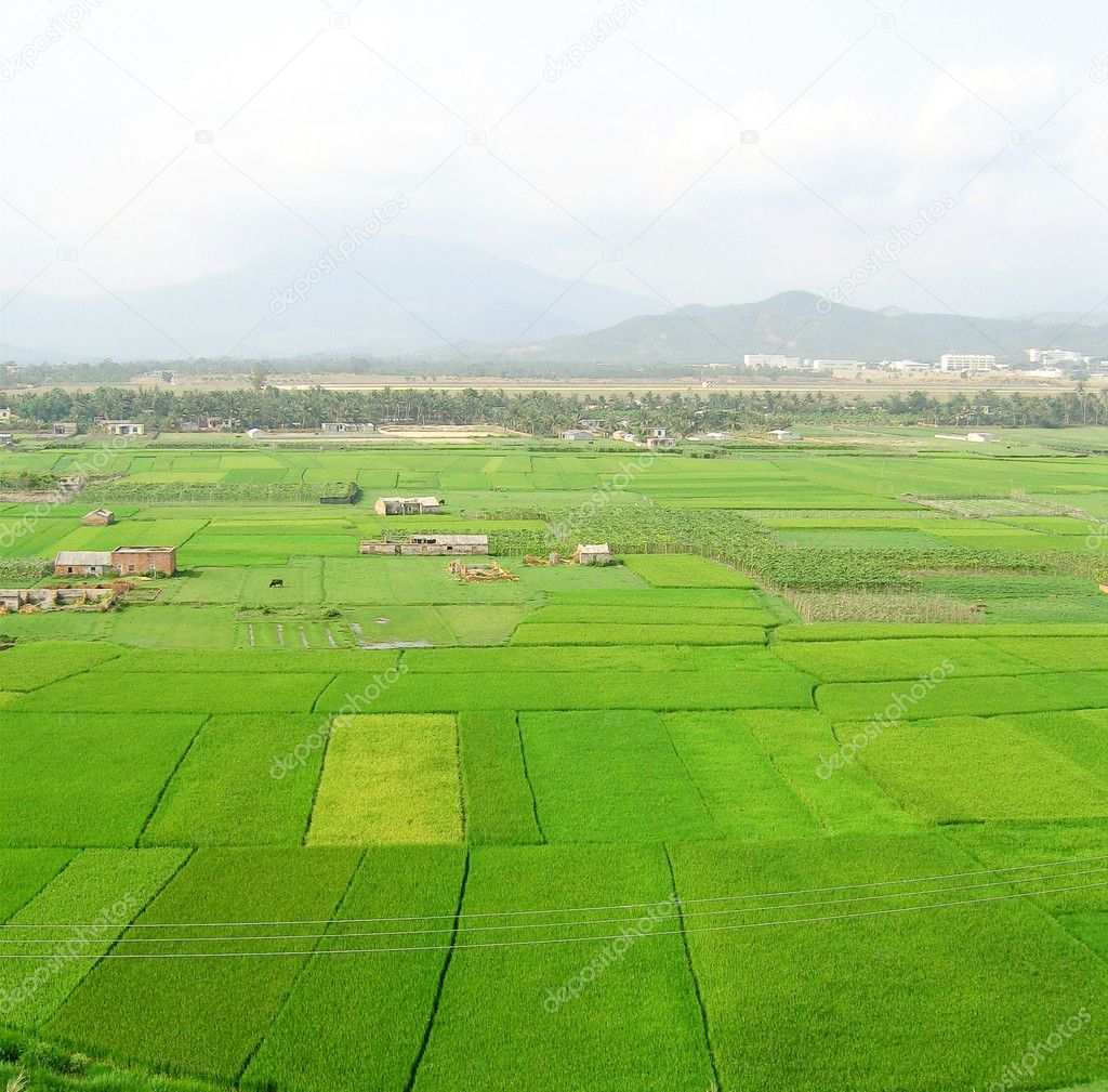 Green rice fields in sanya