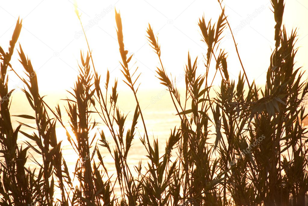Stalks of dried grass against sunset