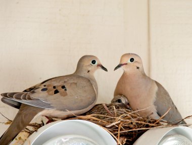 Two doves and a baby clipart