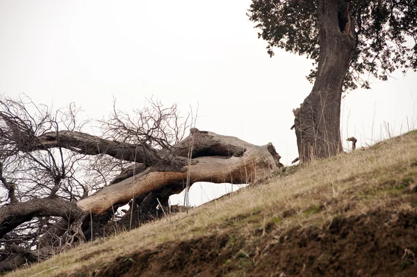 stock image Tree divided in half