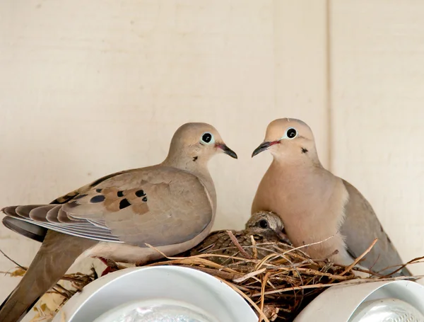 2 비둘기와 아기 로열티 프리 스톡 사진