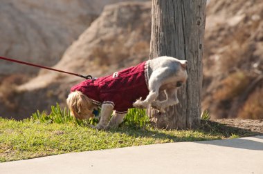 köpek yürüyüş